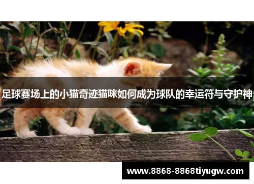 足球赛场上的小猫奇迹猫咪如何成为球队的幸运符与守护神